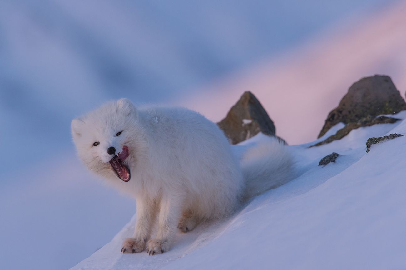 Hunting and trapping of Arctic foxes